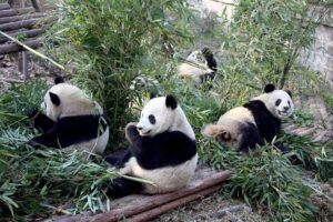10-Day China Tour to Beijing, Xian, Chengdu and Shanghai - Tiananmen Square and the Forbidden City: where the city’s story starts