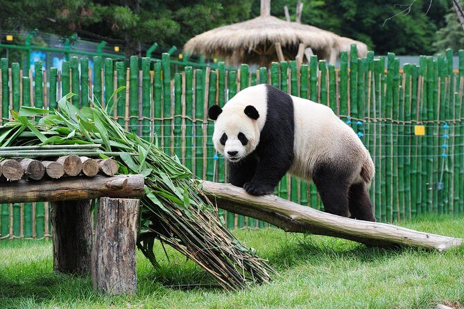 Beijing Historical Tour II including Summer Palace, Lama Temple & Panda Garden - Lama Temple (Yonghegong): Tibetan Buddhism without the hassle of transfers