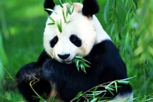 Beijing Historical Tour II including Summer Palace, Lama Temple & Panda Garden - Panda Garden at the zoo: what to aim for when pandas become your priority