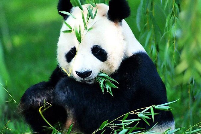 Beijing Historical Tour II including Summer Palace, Lama Temple & Panda Garden - Panda Garden at the zoo: what to aim for when pandas become your priority