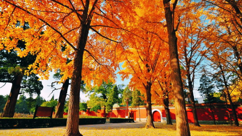 Beijing: JingShan park (palace museum garden) entry ticket - The self-paced day plan: climb, pause, and wander the garden