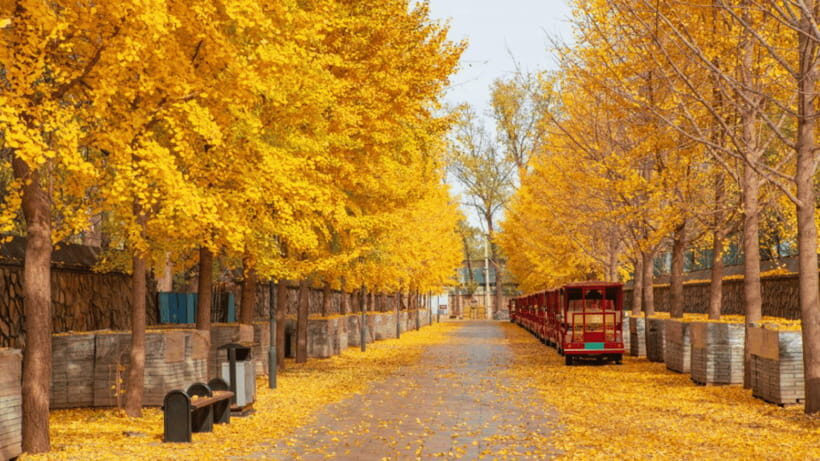 Beijing: Old Summer Palace Ruins Park Admission Ticket - Finding the entrance fast: how to avoid a long search