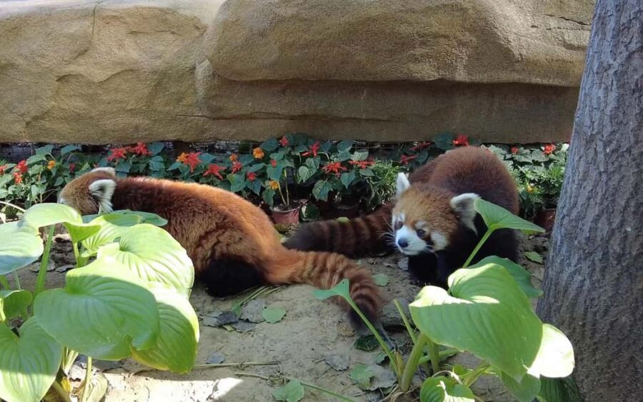 Beijing: Panda House Ticket (Zoo) new activities for 2026 - Key things to know before you go