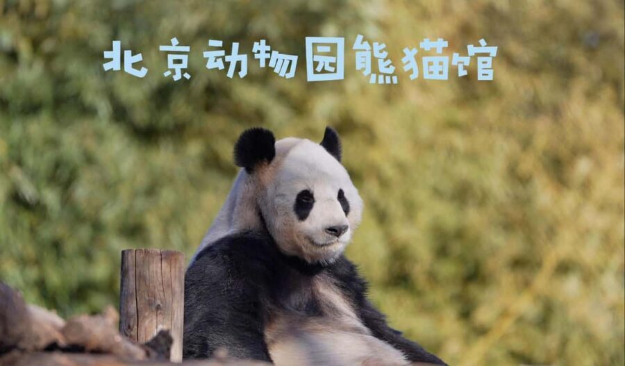 Beijing: Panda House Ticket (Zoo) new activities for 2026 - Panda House ticket value: why $7 can make sense