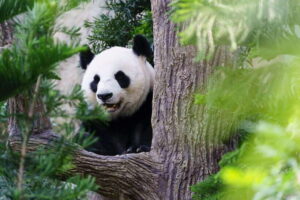 Beijing: Panda House Ticket (Zoo) new activities for 2026 - What this day at Beijing Zoo feels like