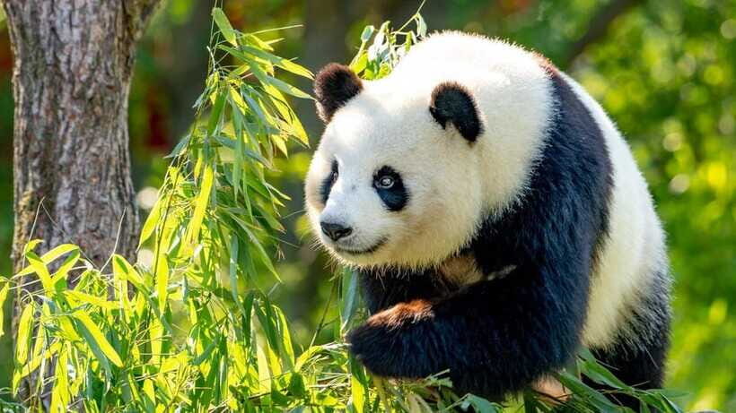 Beijing: Panda House Ticket (Zoo) new activities for 2026 - Walking route 101: how to plan your Panda House day