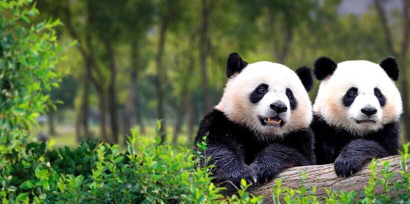 Beijing: Panda House w/Great Wall or City Sites Private Tour - Skip-the-line access: what it’s really saving you