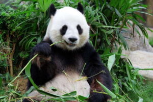Beijing Private Tour: Summer Palace, Panda House and Options - Summer Palace at the East Gate: the places you’ll remember
