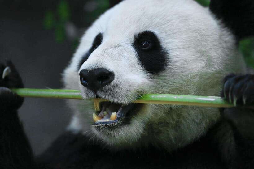 Beijing Private Tour: Summer Palace, Panda House and Options - Metro vs private car: saving energy without losing the route