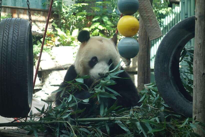 Beijing Private Tour: Summer Palace, Panda House and Options - Should you book this Beijing Private Tour plan?