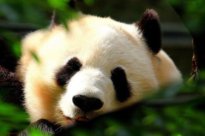 Beijing Private Tour:Mutianyu/Badaling Great Wall and Panda House - The real decision: Mutianyu vs Badaling