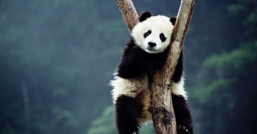 Beijing: Temple of Heaven, Panda House & Summer Palace Tour - Key highlights (what makes this day work)
