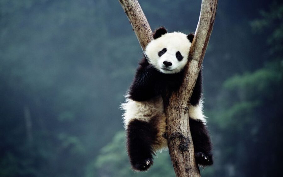 Beijing: Temple of Heaven, Panda House & Summer Palace Tour - Price and value: is $142 a smart deal?