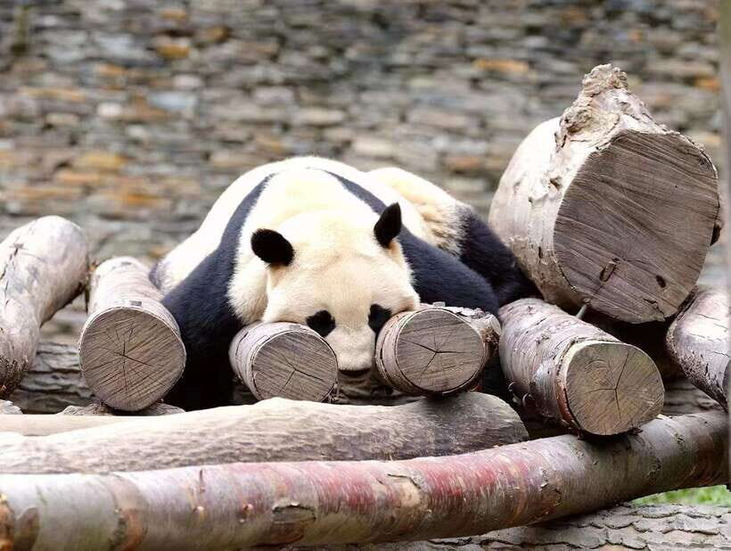 Beijing: The Beijing Zoo Entry Ticket with Pandas - Beijing Zoo in 3 Hours: How to See the Pandas and More