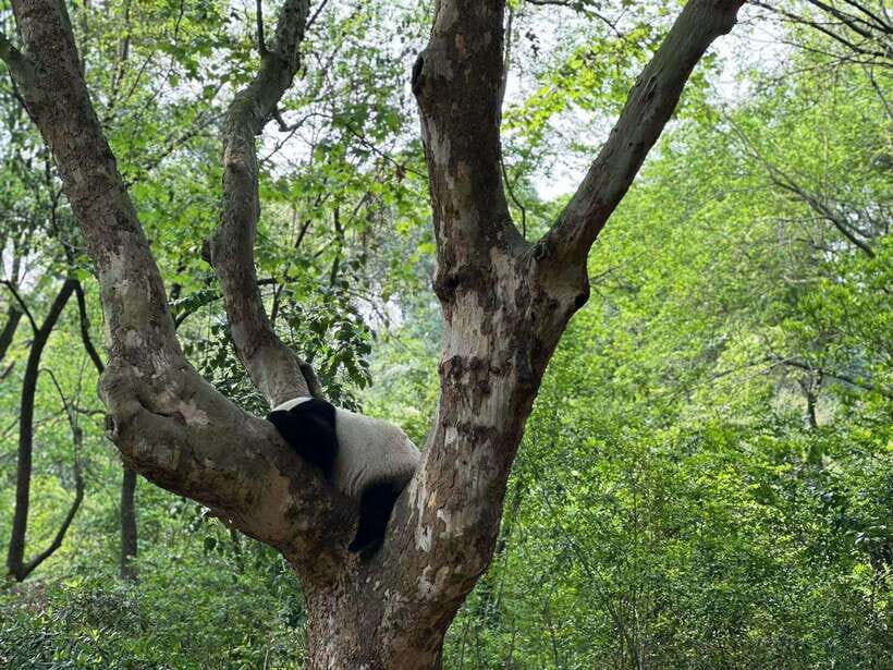 Beijing: The Beijing Zoo Entry Ticket with Pandas - Panda House: What You’re Really Paying For