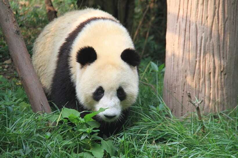 Beijing: The Beijing Zoo Entry Ticket with Pandas - Beyond Pandas: Golden Monkeys, Polar Bears, and Big Global Animals