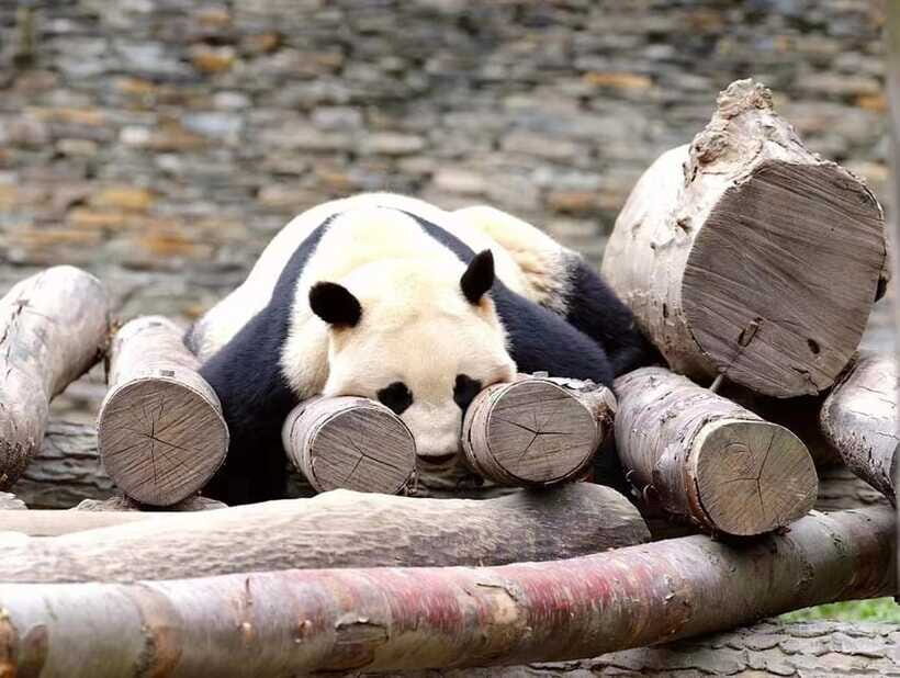 Beijing: The Beijing Zoo Entry Ticket with Pandas - Price and Value: Why ~$6 Makes Sense Here