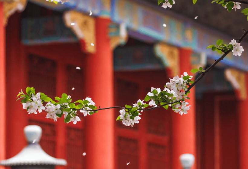 Beijing: Tiananmen Square and Forbidden City Entry Tickets - Add Summer Palace: Calm Gardens After Monumental Palaces