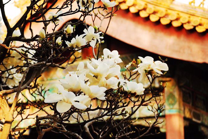 Private Flexible Beijing City In-Depth Walking Tour w/ Your Fancy - Palace Museum (Forbidden City Area): See It Like a Story
