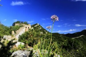 Private Great Wall Hiking from Jiankou to Mutianyu - 7:30 a.m. start: pickup, traffic, and why the schedule works