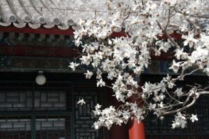 Summer Palace Ticket with optional Guided Tour - Why This Summer Palace Ticket Feels Like Good Value